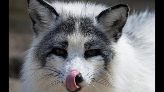 This is a compilation of the most beautiful foxes in the world among which are 1 Red fox beautiful animals