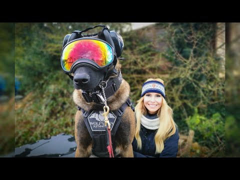 THE BELGIAN MALINOIS - SUPER SOLDIER DOG