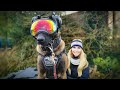THE BELGIAN MALINOIS SUPER SOLDIER DOG