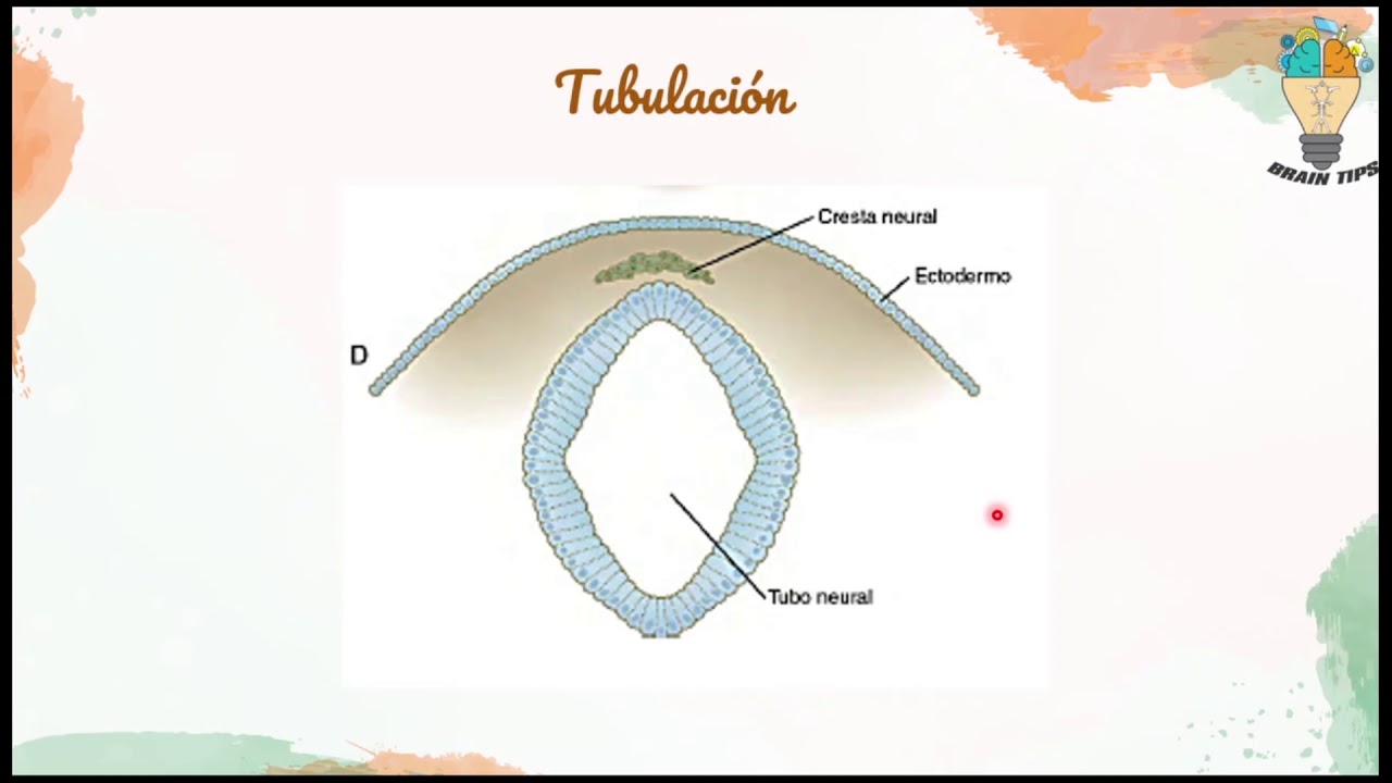 NEURULACION: Embriología del SISTEMA NERVIOSO; Génesis.