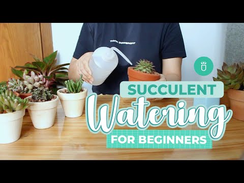 , title : 'How and When to Water Succulents for Beginners | Succulent Tips for Beginners'
