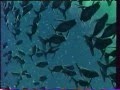 Fantasia 2000 VHS Trailer