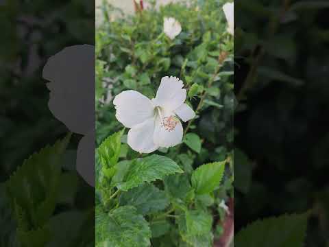 white Habiscus #shorts #viral #trending