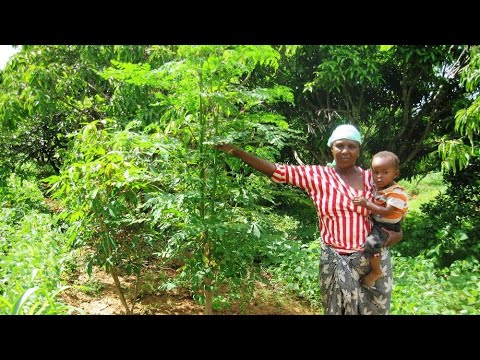 Moringa Documentary - The Most Nutritious Plant In The World