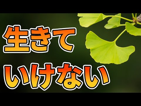 イチョウがなぜ「カメコ」なのか。 植物