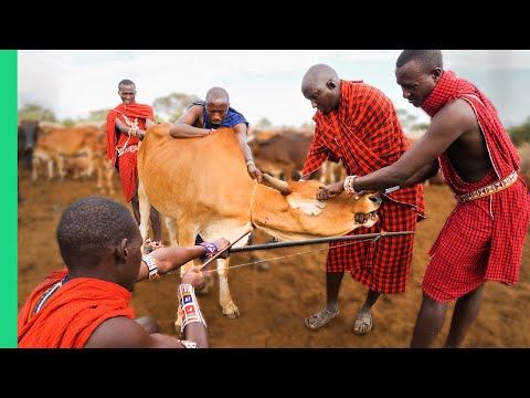RARE Cow Bleeding ritual in Kenya! (Already Demonetized / Support us on Patreon!) Video