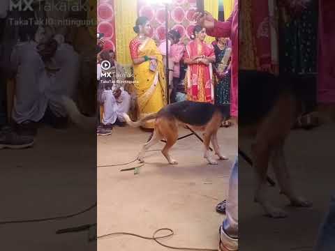 Super Dog Dance Shorts// #subscribe #trending #ytshort #funny #dipa