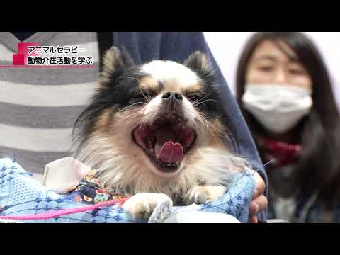 mediasエリアニュース「（経済学部・国際福祉開発学部）動物介護活動を知ろう」（2017年11月17日放送）