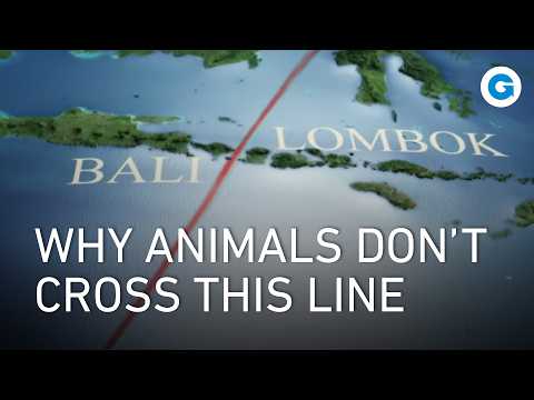 Wallacea: The Mysterious Line Where Asia Meets Australasia | Full Documentary