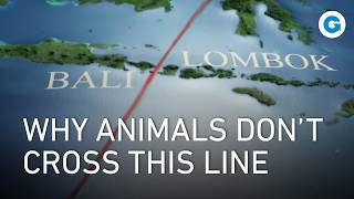 Wallacea: The Mysterious Line Where Asia Meets Australasia | Full Documentary