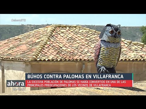 download lagu mp3 mp4 Buho Espanta Palomas Leroy, download lagu Buho Espanta Palomas Leroy gratis, unduh video klip Buho Espanta Palomas Leroy