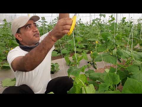 , title : 'खीरे की प्रूनिंग । Pruning of cucumbers in polyhouse greenhouse | Kheere ki pruning cutting 🥒'