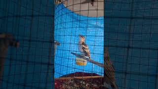 Download lagu anak kapas kemiri gacor 🙄 mp3