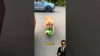 Download lagu 'Anjing Pintar Barter Anaknya dengan Daging, Pedagang Sampai Kaget' mp3