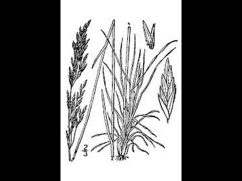 Range Plants: Grass ID Part 2