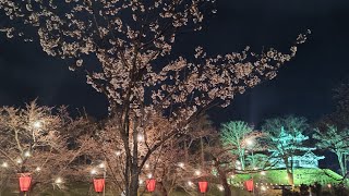 第100回🌸高田公園観桜会プロジェクションマッピング🌸