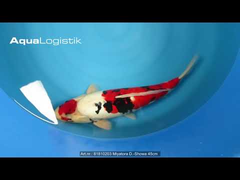 81810203 Miyatora D  Showa 45cm 1