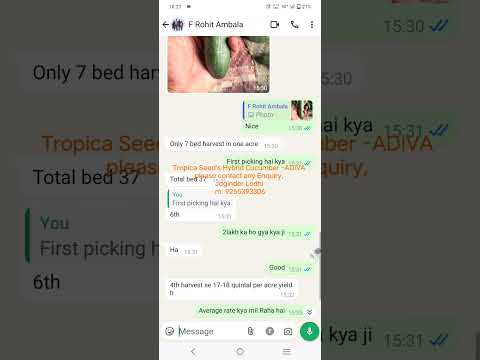 Tropica Seed's Hybrid Cucumber ADIVA #farming #tropicaseeds #cucumber #indosem#adiva