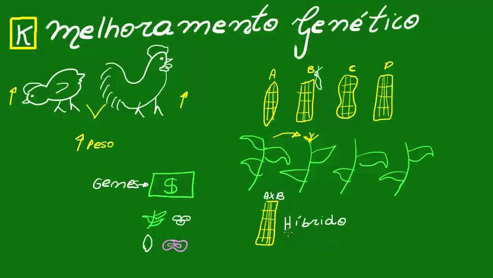 Melhoramento genético - Genética - Biologia