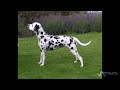 Dálmata - Perro Dalmata