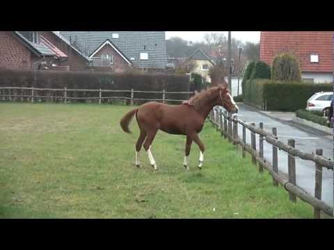 Hengstjährling v. Vitalis x Prinz Wilhelm x Weltmeyer