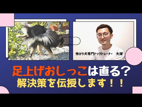 犬は何歳になると足を上げて排尿するようになりますか?