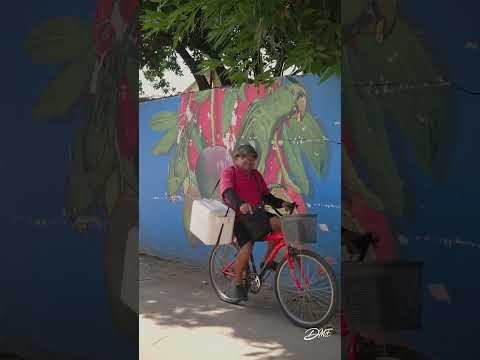 VIENTOS DE NAVIDAD. El MOLINO LA GUAJIRA.