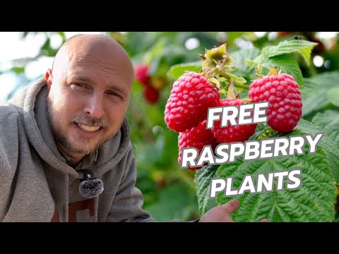 How to RELOCATE raspberry plants - Transplant Tips