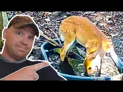 Water Hole Update: And What I Learned....