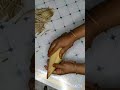 Kolar Morcha কলার মোচা Shorts Shortvideo Food Foodrecipes Biryani Music Vegetarianfo