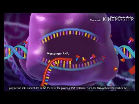 Transcription (DNA to mRNA) Video