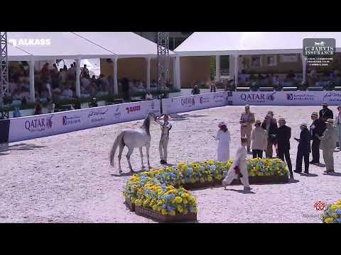 N 39 TM BELLA   Global Champions Arabians Tour Cannes 2024   Junior Fillies   Section B Class 2B