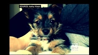 Family Left Heartbroken After Craigslist Puppy Dies Of Parvo