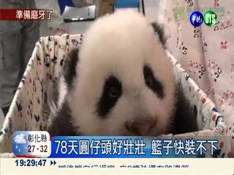 圓仔長出4顆牙 愛咬東西卡哇依