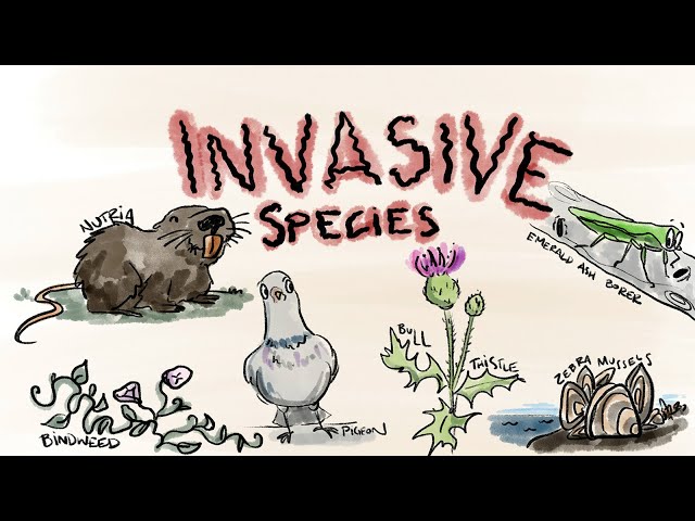 Vídeo relacionado con Handbook of Alien Species in Europe: 3 (Invading Nature - Springer Series in Invasion Ecology)