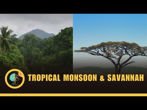 The Tropical Monsoon And Tropical Savannah Climates - Climates #12