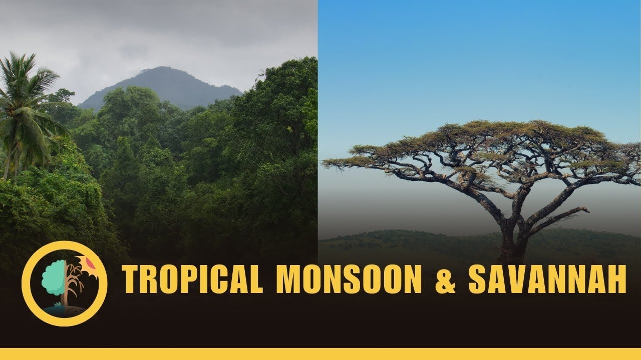 The Tropical Monsoon And Tropical Savannah Climates - Climates #12