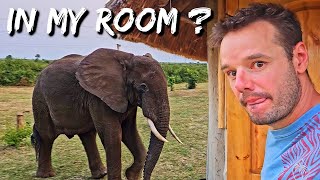 How to Deal with an Elephant in Your Room: A Survival Guide 🇺🇬 vA 109