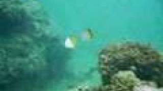 preview picture of video 'Chasing Moorish Idol & Butterflyfish off Sunabe's sea wall in Chatan, Okinawa, Japan'