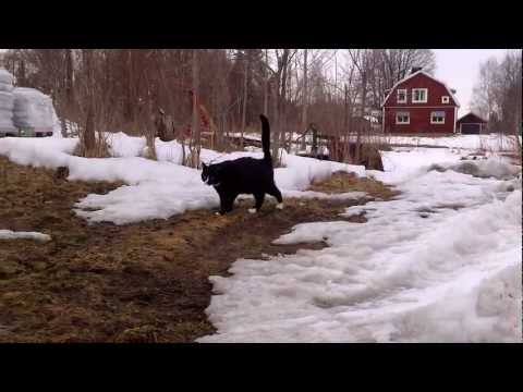 Inte så skygg längre