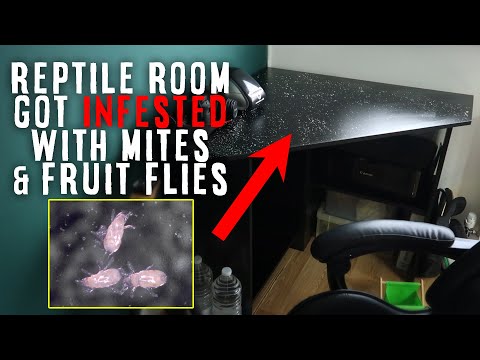 MITES & FRUIT FLIES have INFESTED the REPTILE ROOM 😬