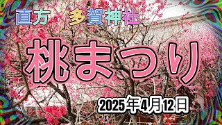 多賀神社　桃まつり　　4K