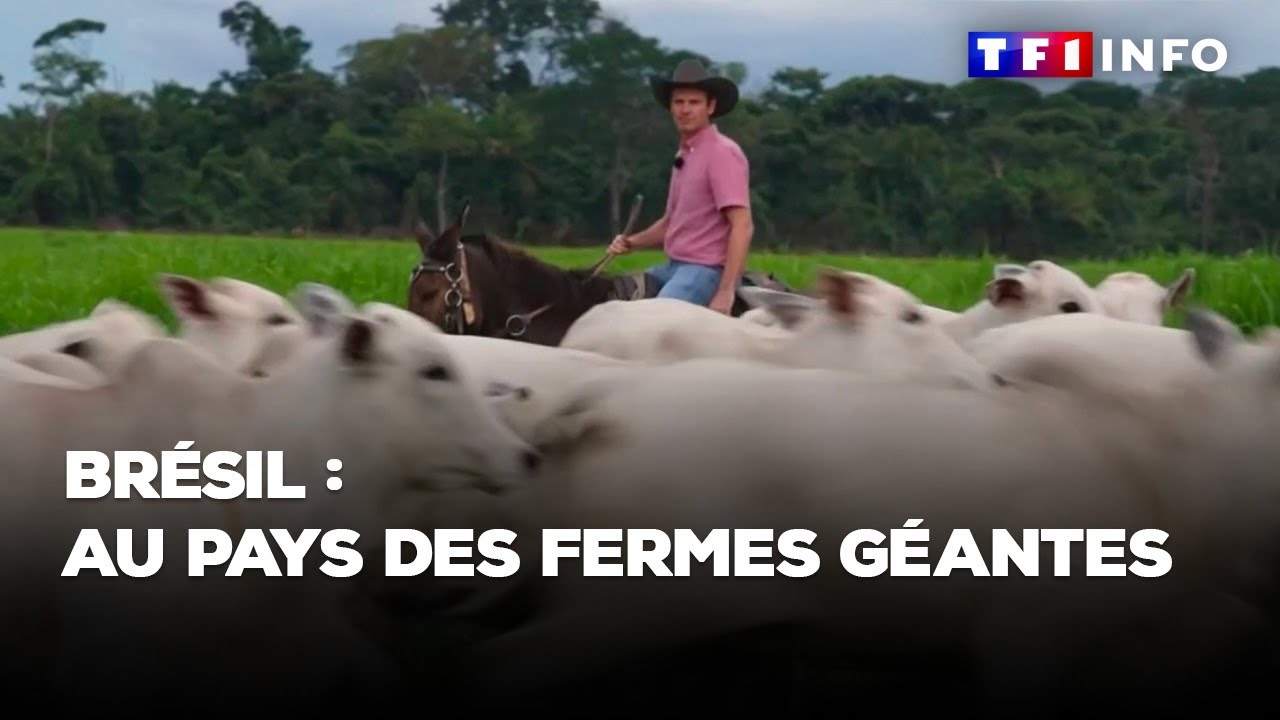 Direction le Brésil, au pays des fermes géantes