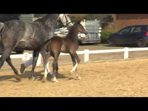 Hengstfohlen v. Connor - Colman