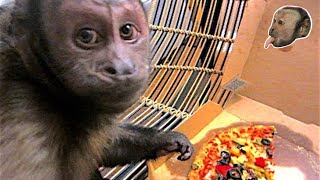 Monkey Mondays "Domino's Pizza Party"