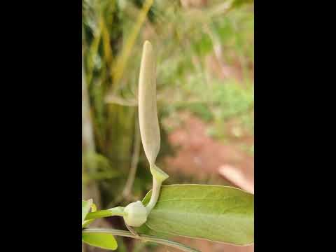 flower of eswari #DRAVYA GUNA 🌳🌿☘️#PLANT IDENTIFICATION ☘️