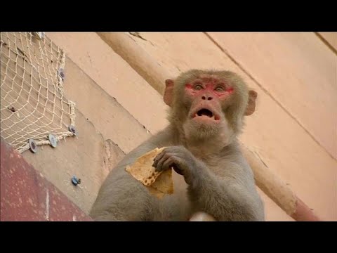 Affen suchen Indiens Ministerien heim