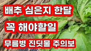 배추 심은지 한달 무름병 진딧물 주의보 꼭 해야할일 [배추재배방법]