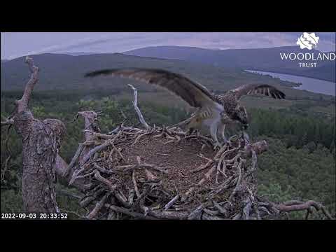 Sarafina finally gets to eat in peace then departs Loch Arkaig Osprey Nest Two (forever?) 3 Sep 2022