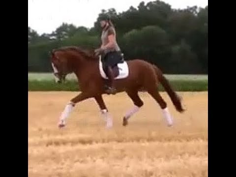 SOLD 2016 stallion by VENENO (VITALIS) ! www.sporthorses-online.com